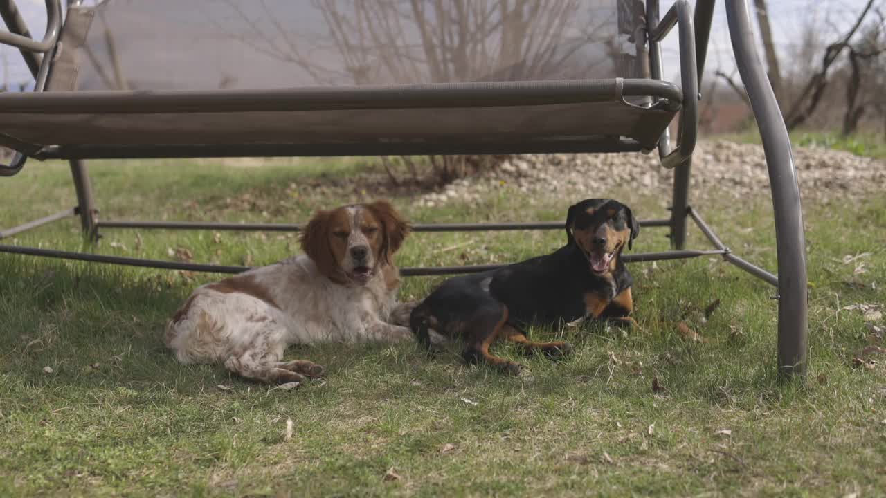 两只狗躺在后院的吊椅下