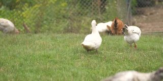 在草地上行走的家鸡在农村生态农场觅食。