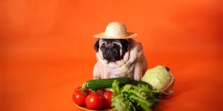 种植有机蔬菜的农民。戴着草帽的狗带着新鲜的收获。土生土长的收获
