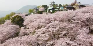 无人机拍摄的樱花在三代市朝山森林公园，香川县