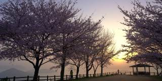 这是香川县三代市以美丽的樱花和濑户内海而闻名的师德山的视频