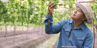 4K慢镜头:农民通过有机葡萄农场使用技术数字平板检查质量控制，农业或农用工业的概念。