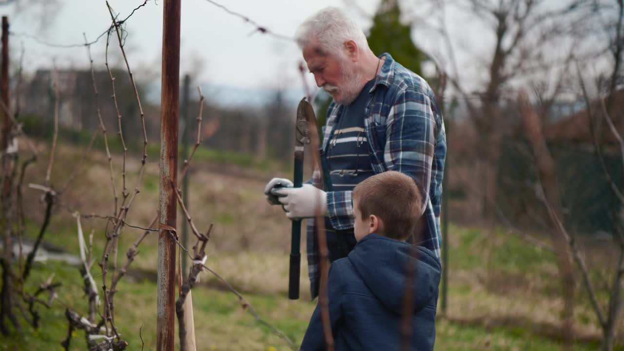 一个老园丁教一个小男孩怎么种葡萄。祖父和孙子在自然界