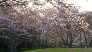 这是香川县三代市以美丽的樱花和濑户内海而闻名的师德山的视频视频素材模板下载