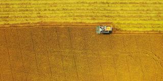 无人机空中俯视图联合收割机操作在茉莉稻田，粮食或农业的概念。