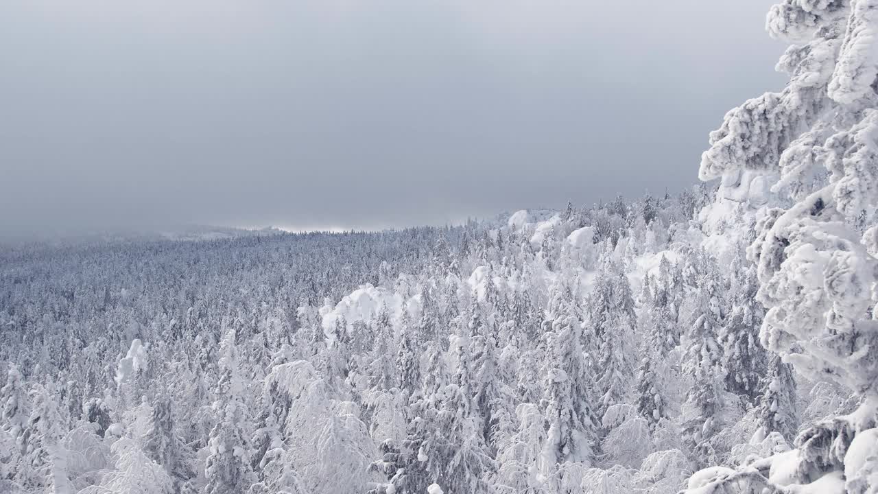 俯瞰茂密的冬季森林。针叶树被冰雪覆盖。浓雾和云掠过山峰。树枝在风中摇动。