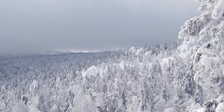 俯瞰茂密的冬季森林。针叶树被冰雪覆盖。浓雾和云掠过山峰。树枝在风中摇动。