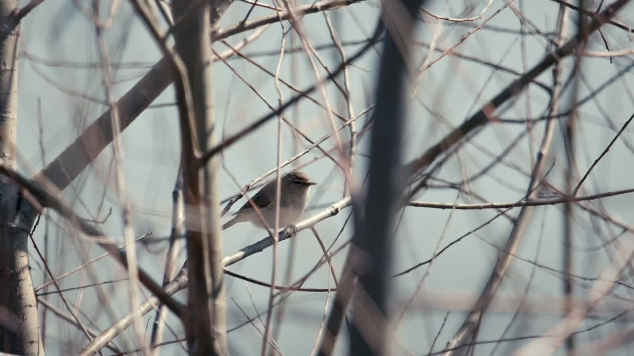 冬天树上的麻雀。