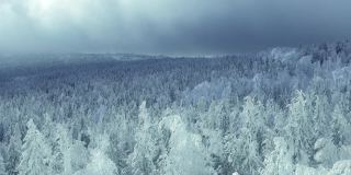 雾和白云漂浮在白雪覆盖的森林上。冬天的景观有冰冻的冷杉树。树枝上结满了霜，在风中摇曳