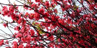 盛开的樱桃树，有长长的树枝和红色的花朵