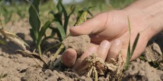 天然有机土壤农业。一名农民双手触地。玉米田，特写。农民手握着并倒灌有机土壤。缓慢的运动。宏射击玉米田。