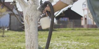 男园丁用白色粉笔喷雾器在果园里画树，季节性的在果园里春夏秋冬工作。