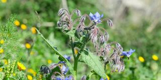 春花琉璃苣植物近观。Borago officinalis