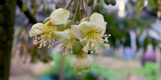 早晨的榴莲园中，蜜蜂正在采摘黄色的榴莲花蕾
