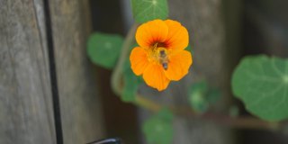 橙色花与蜜蜂采集花粉