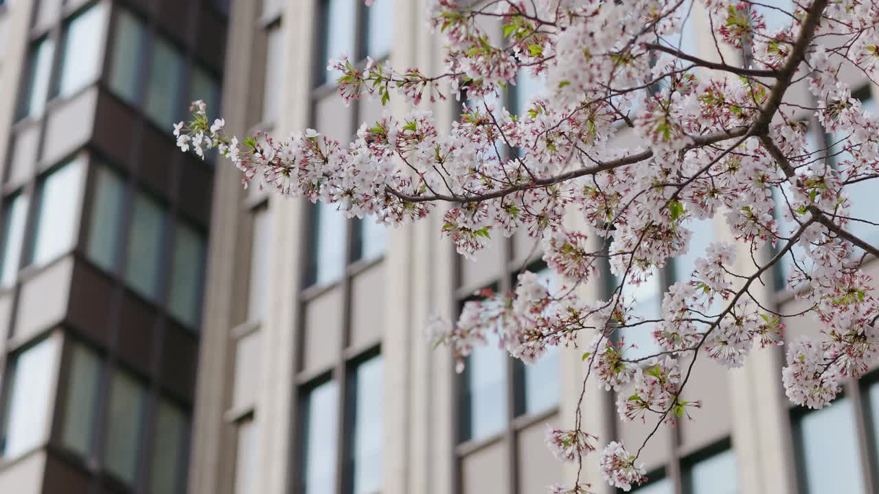 樱花在办公大楼前随风摇曳