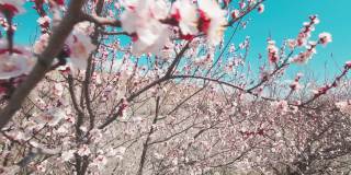 在阳光明媚，微风拂面的日子里，慢镜头中盛开的年轻的春天的花树与山景观。高加索地区春季概念。