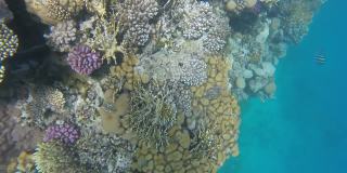 海底生活的色彩鲜艳的鱼和活的珊瑚礁在红海