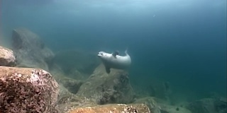 灰白色的海豹在太平洋冰冷的泥水中游泳，在岩石底部的草和海藻灌木丛中寻找食物。