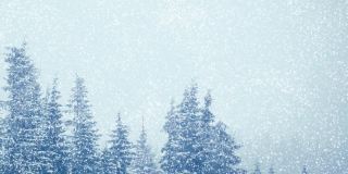 冬天下雪的森林里，柔软的雪花在圣诞节的早晨飘落。冬天的风景。雪覆盖的树木