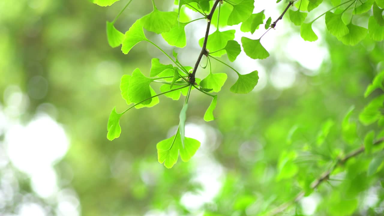 中国人用银杏叶做中草药