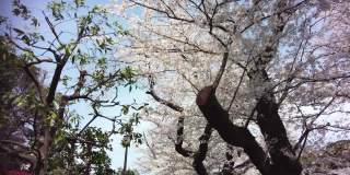 樱花盛开在千代田区九段市，东京