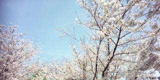 樱花盛开在千代田区九段市，东京