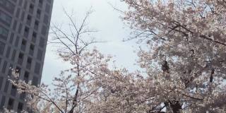 樱花盛开在东京港区野坂的街道上。