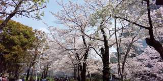 樱花盛开的城市六本木，港区，东京