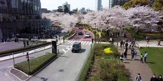 樱花盛开的城市六本木，港区，东京