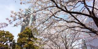 樱花盛开的城市六本木，港区，东京