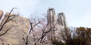 东京新宿西新宿的一个公园里，樱花盛开。
