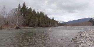春天，加拿大不列颠哥伦比亚省的斯基纳地区，人们飞钓和斯佩在河边垂钓鲑鱼和虹鳟