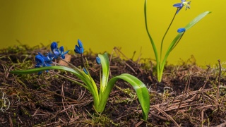 蓝色的雪花莲在春天视频素材模板下载