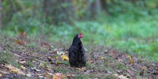 孤独放养鸡享受下午。传统放养家禽农场的鸡只。立陶宛的农村地区。秋天
