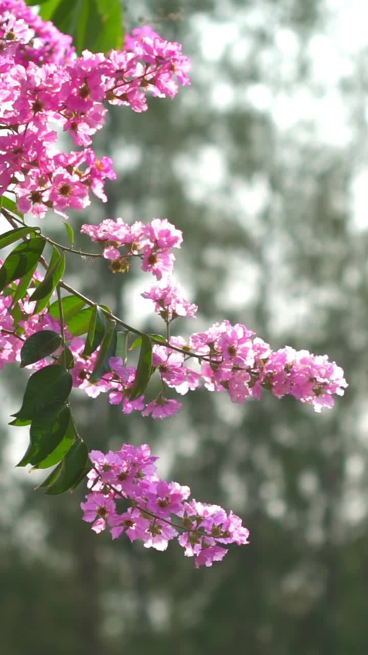 紫花或紫薇随风运动的缓慢运动。