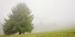 浓雾笼罩着森林。36、青杉木，草，万物在云。山地地形，没什么可看的。微风吹动树枝和草。神秘的地方,黑暗。乌克兰