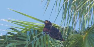 哈里斯的鹰栖息在一棵棕榈树上