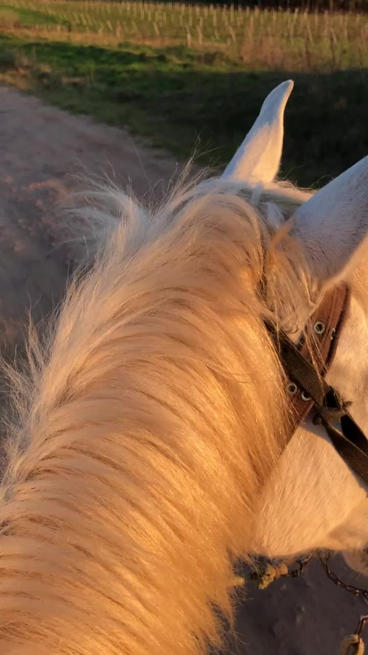 日落时分，在农场骑马