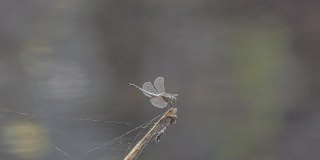 灰色蜻蜓栖息在树枝上。