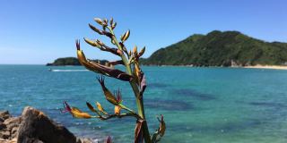 海岸黄开花Phormium cookianum(新西兰亚麻)