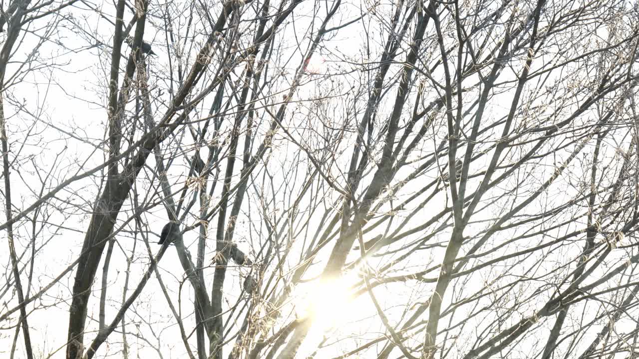 冬天乌鸦坐在树上