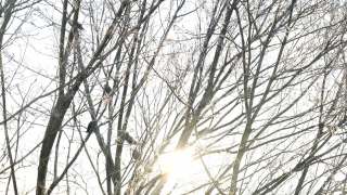 冬天乌鸦坐在树上视频素材模板下载