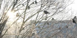 冬天乌鸦坐在树上