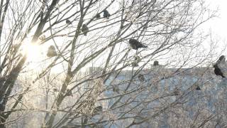 冬天乌鸦坐在树上视频素材模板下载