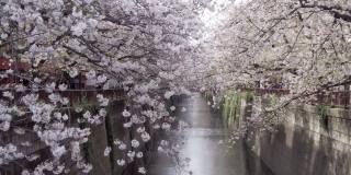 东京目黑区中目黑河边的樱花