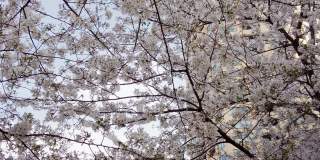 东京目黑区中目黑河边的樱花