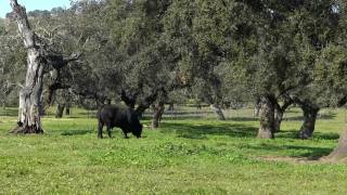 西班牙斗牛在牧场附近的dehesa Andalusia橡树视频素材模板下载