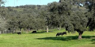 西班牙斗牛在牧场附近的dehesa Andalusia橡树