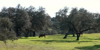西班牙斗牛在牧场附近的dehesa Andalusia橡树